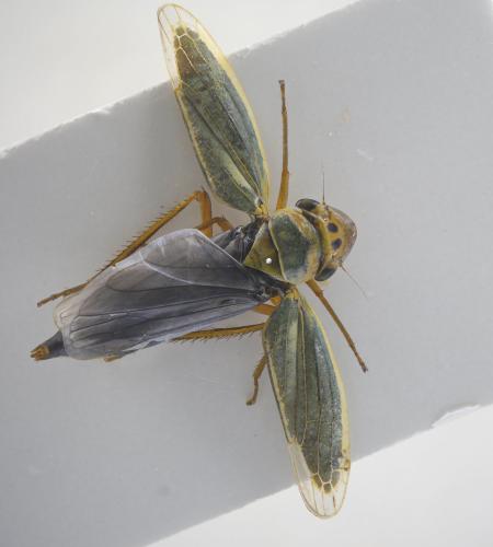 Réf. 193 537 : Cicadella viridis